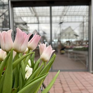 Frühling 2024 – Tulpen Eingang