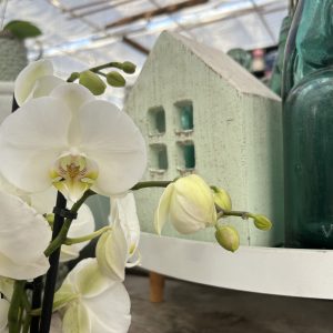 Frühling 2024 – Orchidee