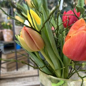 Frühling 2024 – Tulpen